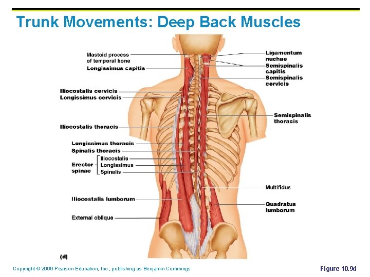 Trunk Movements: Deep Back Muscles Copyright © 2006 Pearson Education, Inc. , publishing as