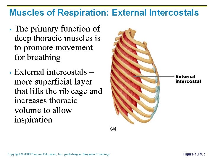 Muscles of Respiration: External Intercostals § § The primary function of deep thoracic muscles