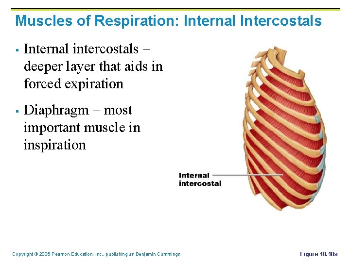 Muscles of Respiration: Internal Intercostals § § Internal intercostals – deeper layer that aids