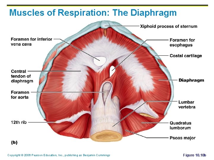 Muscles of Respiration: The Diaphragm Copyright © 2006 Pearson Education, Inc. , publishing as