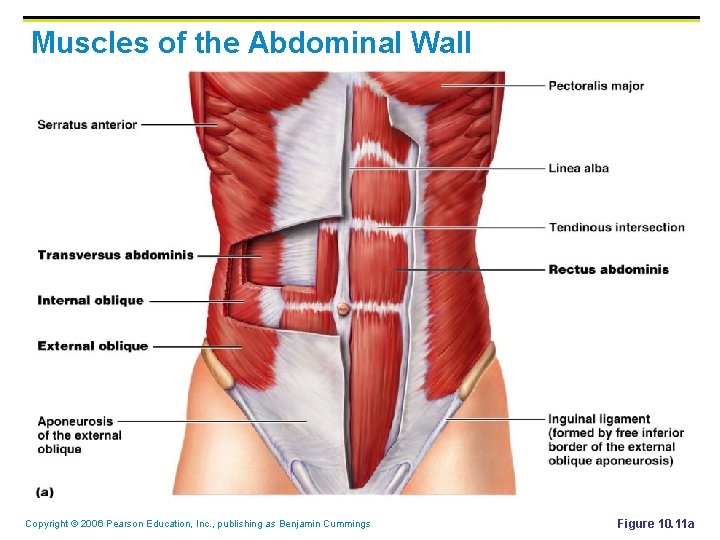Muscles of the Abdominal Wall Copyright © 2006 Pearson Education, Inc. , publishing as