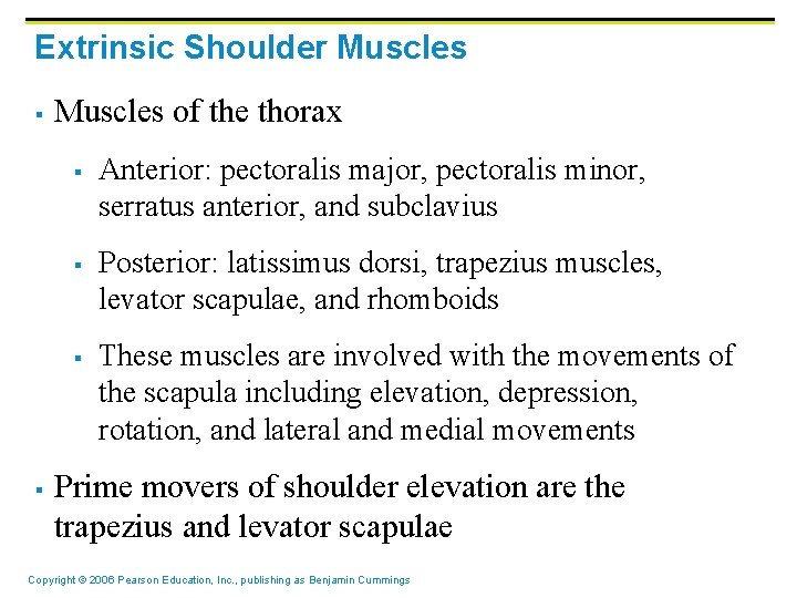 Extrinsic Shoulder Muscles § Muscles of the thorax § § Anterior: pectoralis major, pectoralis
