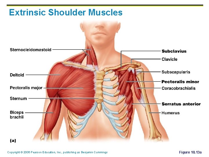 Extrinsic Shoulder Muscles Copyright © 2006 Pearson Education, Inc. , publishing as Benjamin Cummings