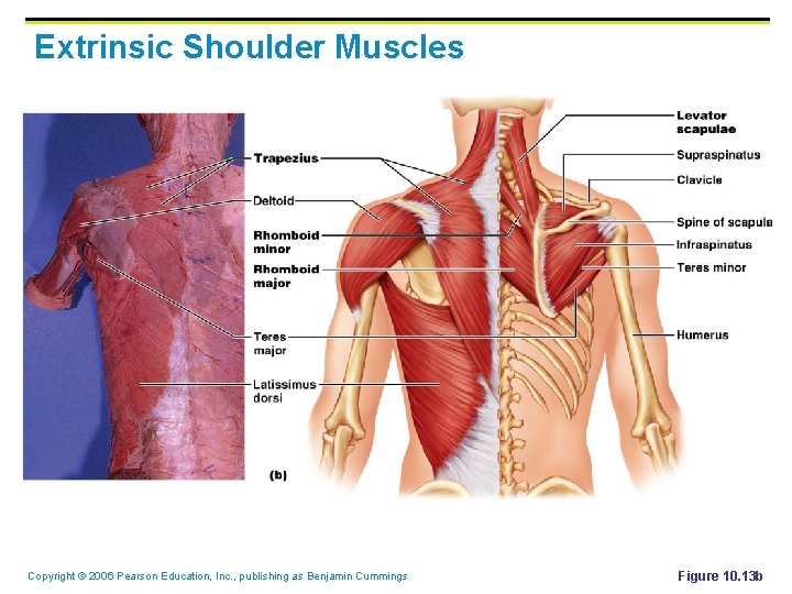 Extrinsic Shoulder Muscles Copyright © 2006 Pearson Education, Inc. , publishing as Benjamin Cummings