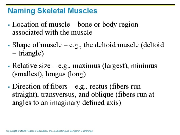 Naming Skeletal Muscles § § Location of muscle – bone or body region associated
