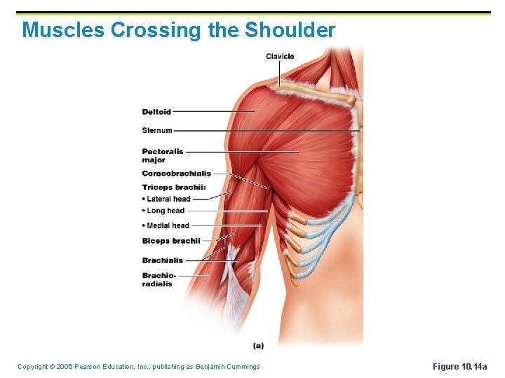 Muscles Crossing the Shoulder Copyright © 2006 Pearson Education, Inc. , publishing as Benjamin