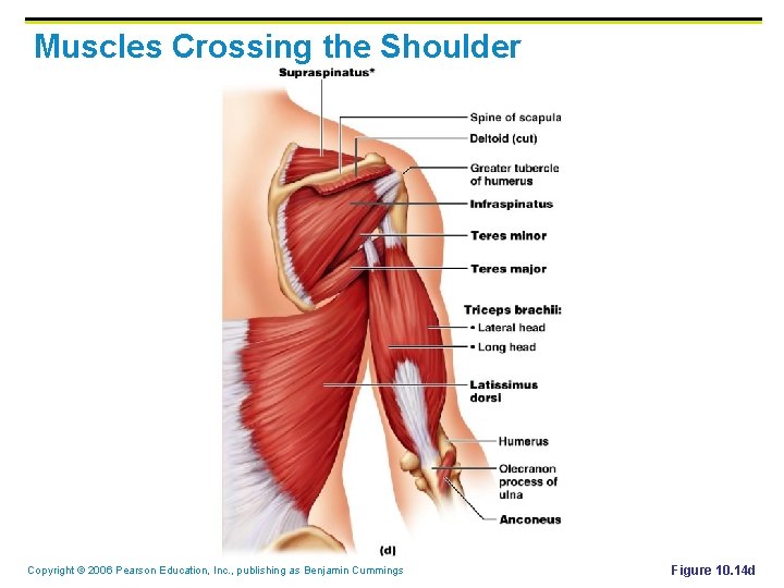 Muscles Crossing the Shoulder Copyright © 2006 Pearson Education, Inc. , publishing as Benjamin