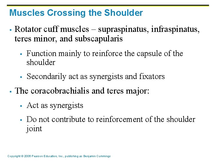 Muscles Crossing the Shoulder § Rotator cuff muscles – supraspinatus, infraspinatus, teres minor, and