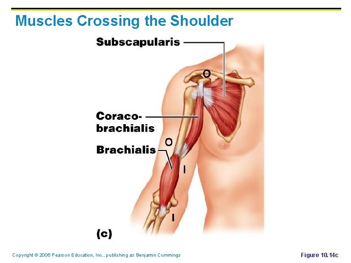 Muscles Crossing the Shoulder Copyright © 2006 Pearson Education, Inc. , publishing as Benjamin