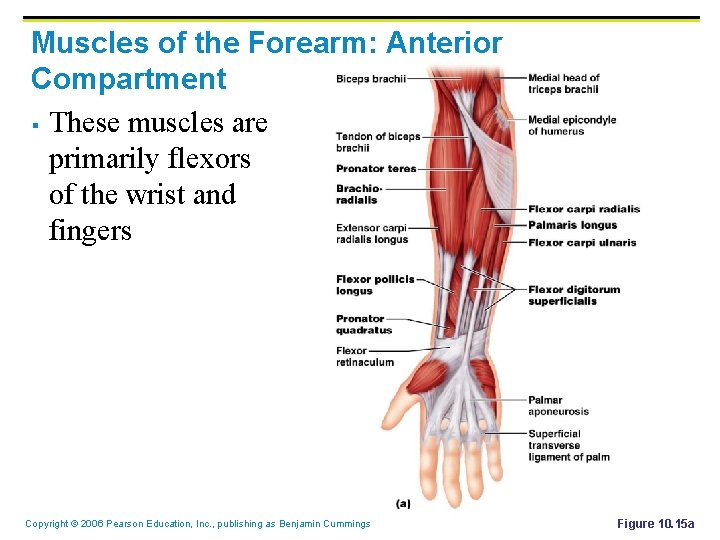 Muscles of the Forearm: Anterior Compartment § These muscles are primarily flexors of the