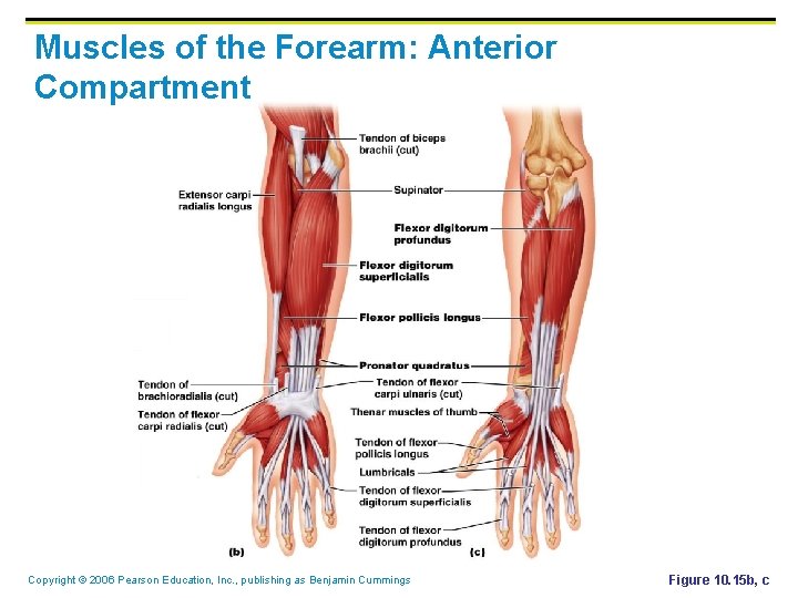 Muscles of the Forearm: Anterior Compartment Copyright © 2006 Pearson Education, Inc. , publishing