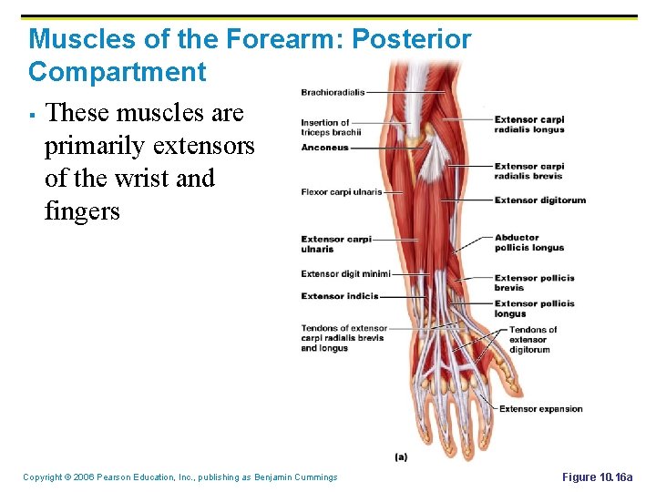 Muscles of the Forearm: Posterior Compartment § These muscles are primarily extensors of the