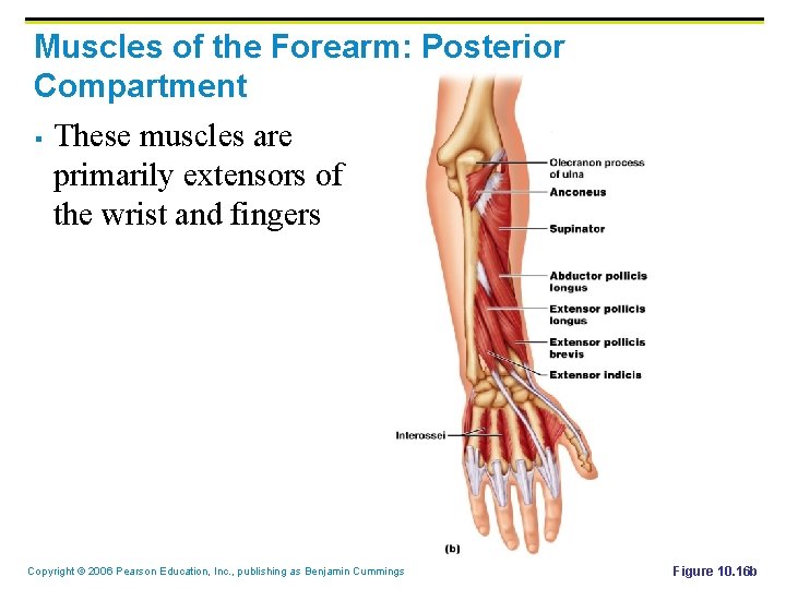 Muscles of the Forearm: Posterior Compartment § These muscles are primarily extensors of the