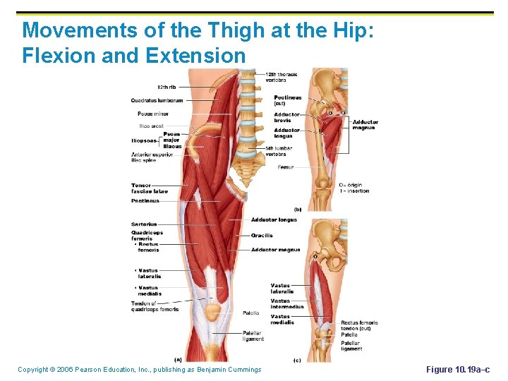 Movements of the Thigh at the Hip: Flexion and Extension Copyright © 2006 Pearson