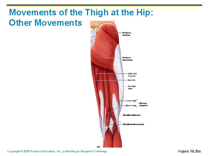 Movements of the Thigh at the Hip: Other Movements Copyright © 2006 Pearson Education,