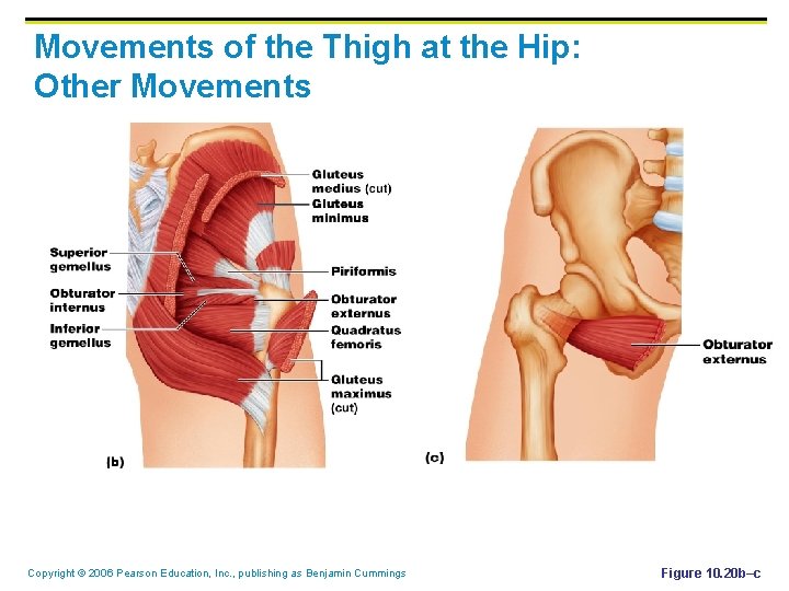 Movements of the Thigh at the Hip: Other Movements Copyright © 2006 Pearson Education,