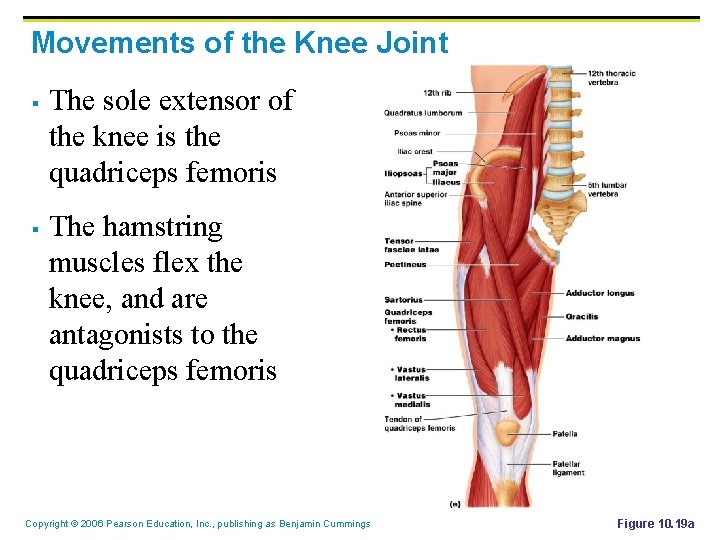 Movements of the Knee Joint § § The sole extensor of the knee is