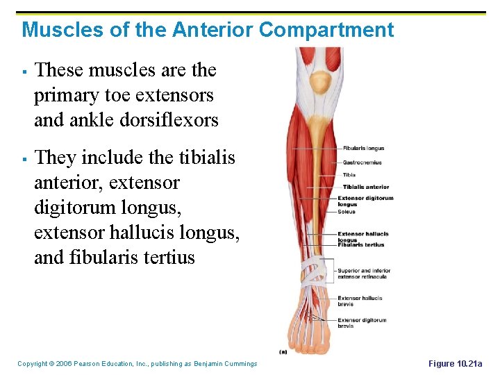 Muscles of the Anterior Compartment § § These muscles are the primary toe extensors