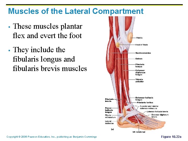 Muscles of the Lateral Compartment § § These muscles plantar flex and evert the