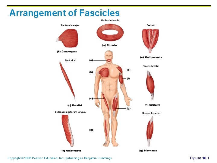 Arrangement of Fascicles Copyright © 2006 Pearson Education, Inc. , publishing as Benjamin Cummings