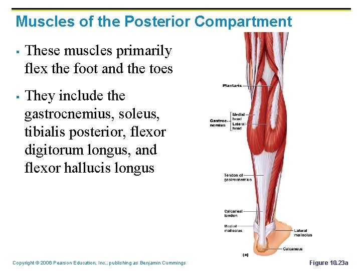 Muscles of the Posterior Compartment § § These muscles primarily flex the foot and