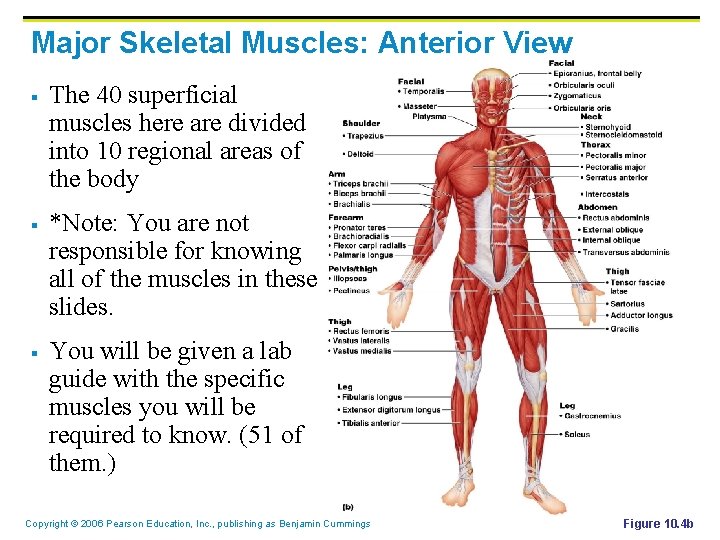 Major Skeletal Muscles: Anterior View § § § The 40 superficial muscles here are