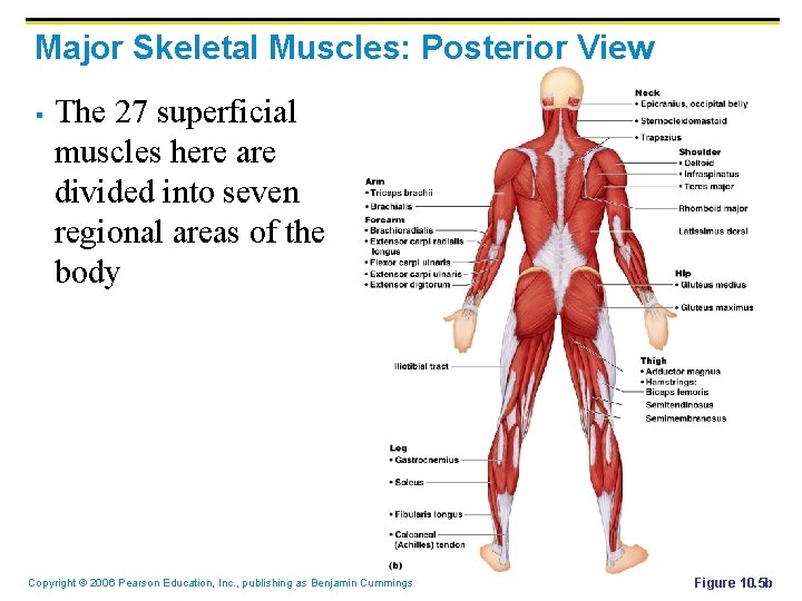 Major Skeletal Muscles: Posterior View § The 27 superficial muscles here are divided into