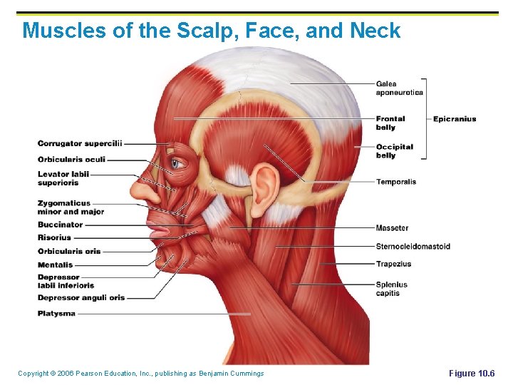 Muscles of the Scalp, Face, and Neck Copyright © 2006 Pearson Education, Inc. ,