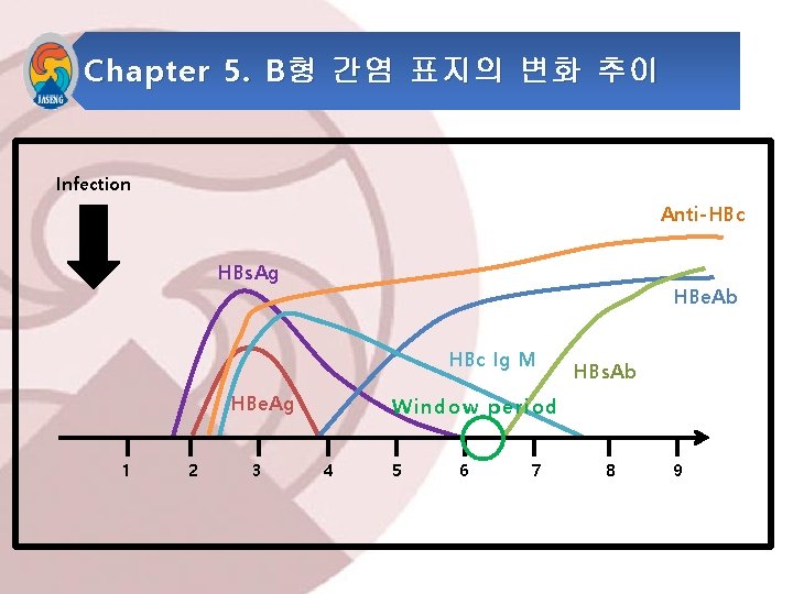 Chapter 5. B 형 간염 표지의 변화 추이 Infection Anti-HBc HBs. Ag HBe. Ab