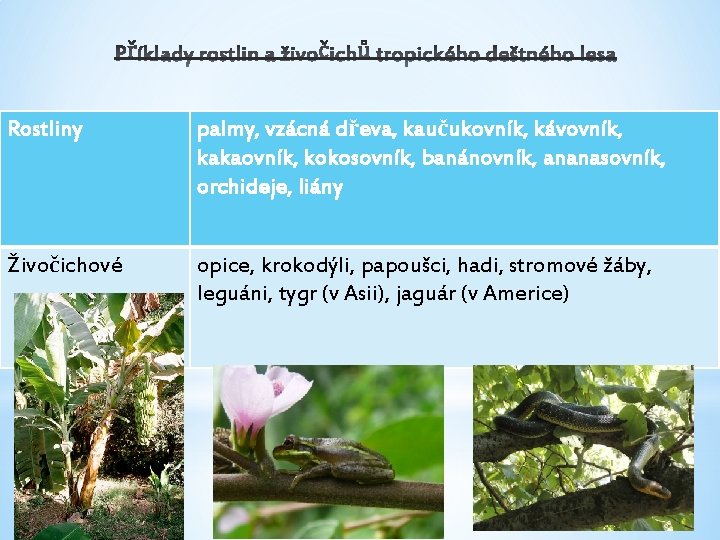 Rostliny palmy, vzácná dřeva, kaučukovník, kávovník, kakaovník, kokosovník, banánovník, ananasovník, orchideje, liány Živočichové opice,