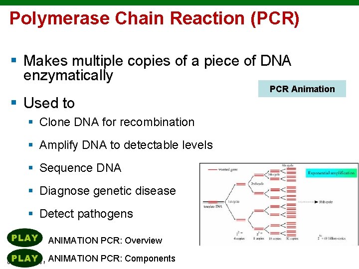 Polymerase Chain Reaction (PCR) § Makes multiple copies of a piece of DNA enzymatically