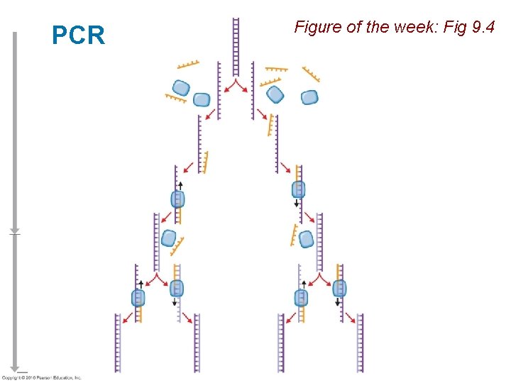 PCR Figure of the week: Fig 9. 4 