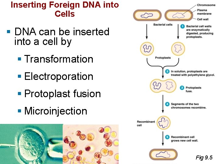 Inserting Foreign DNA into Cells § DNA can be inserted into a cell by