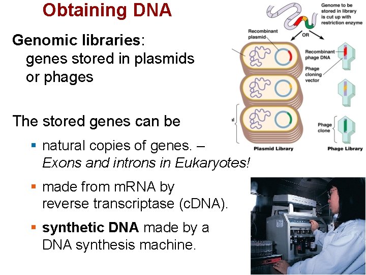 Obtaining DNA Genomic libraries: genes stored in plasmids or phages The stored genes can