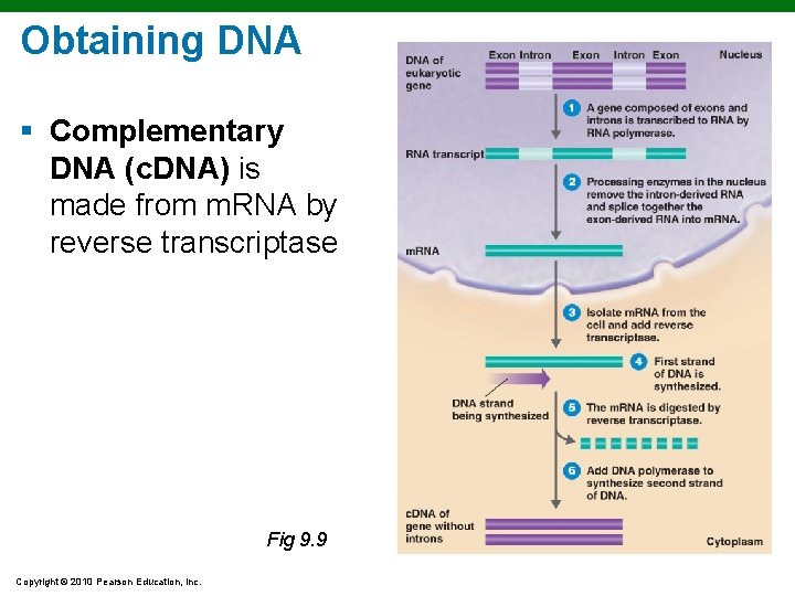 Obtaining DNA § Complementary DNA (c. DNA) is made from m. RNA by reverse