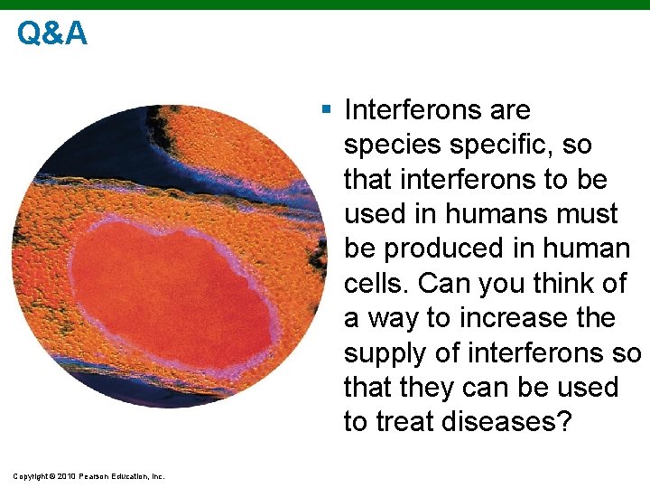 Q&A § Interferons are species specific, so that interferons to be used in humans