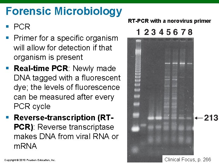 Forensic Microbiology § PCR § Primer for a specific organism will allow for detection