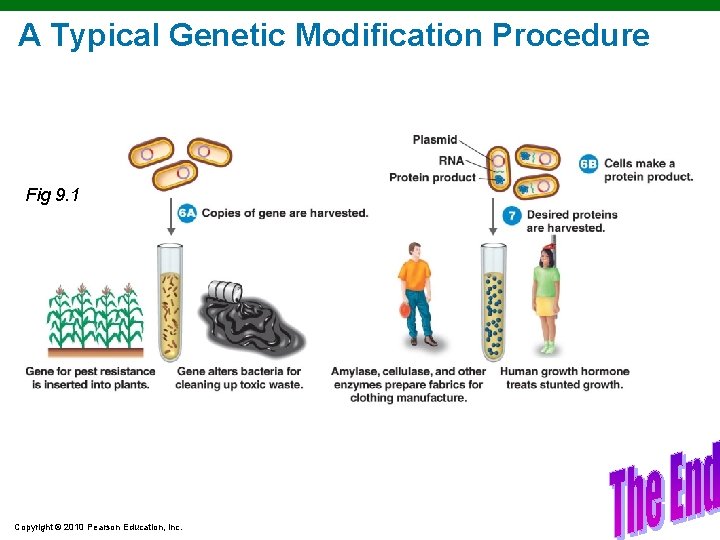 A Typical Genetic Modification Procedure Fig 9. 1 Copyright © 2010 Pearson Education, Inc.