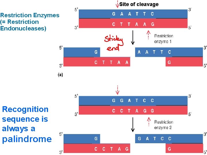 Site of cleavage Restriction Enzymes (= Restriction Endonucleases) Fig 8 -25 Recognition sequence is