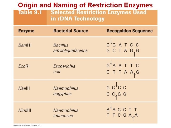 Origin and Naming of Restriction Enzymes 