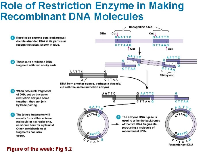 Role of Restriction Enzyme in Making Recombinant DNA Molecules Figure of the week: Fig