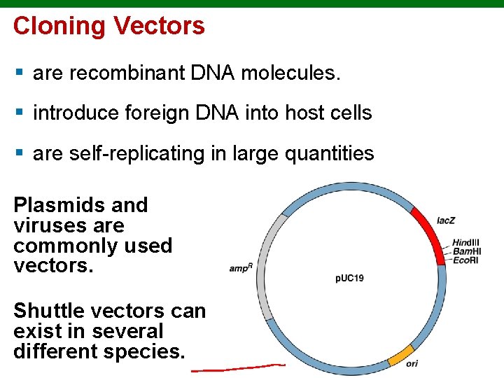 Cloning Vectors § are recombinant DNA molecules. § introduce foreign DNA into host cells