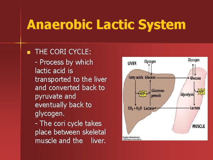 Anaerobic Lactic System n THE CORI CYCLE: - Process by which lactic acid is