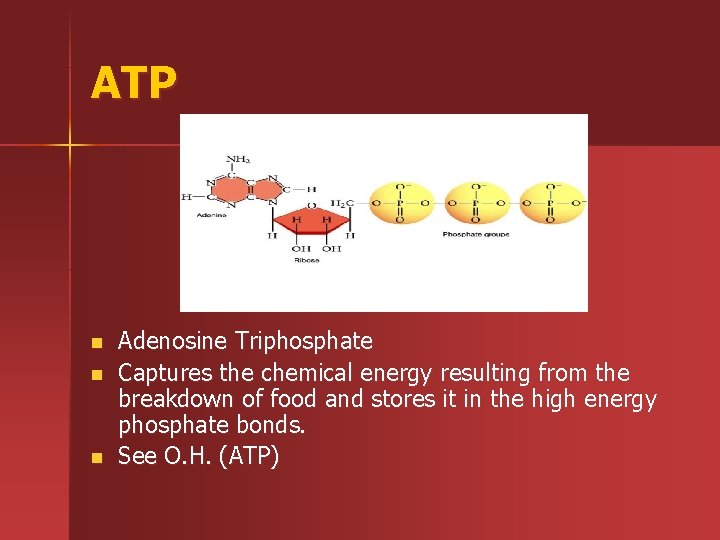 ATP n n n Adenosine Triphosphate Captures the chemical energy resulting from the breakdown