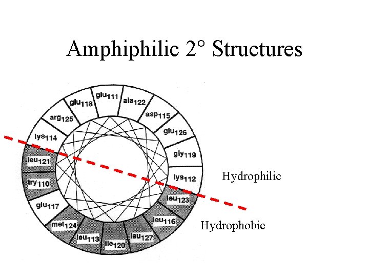 Amphiphilic 2° Structures Hydrophilic Hydrophobic 