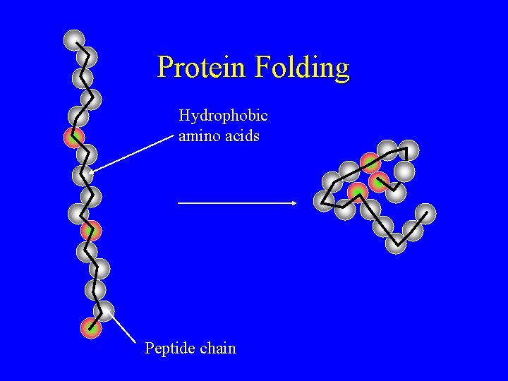 Protein Folding Hydrophobic amino acids Peptide chain 