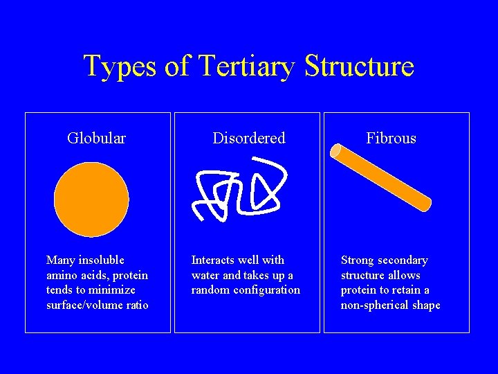 Types of Tertiary Structure Globular Disordered Fibrous Many insoluble amino acids, protein tends to