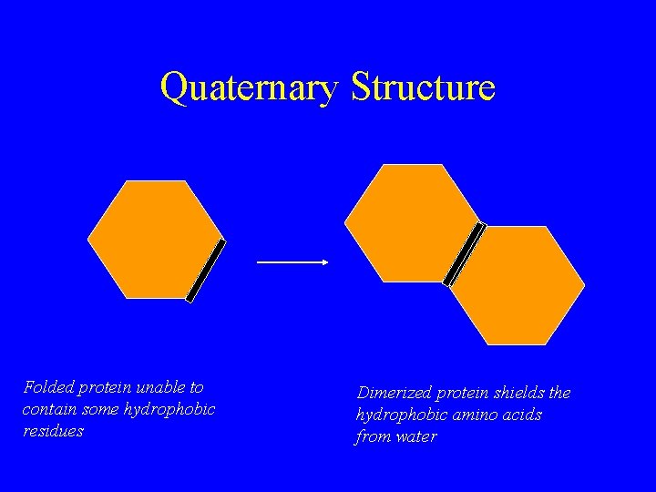 Quaternary Structure Folded protein unable to contain some hydrophobic residues Dimerized protein shields the