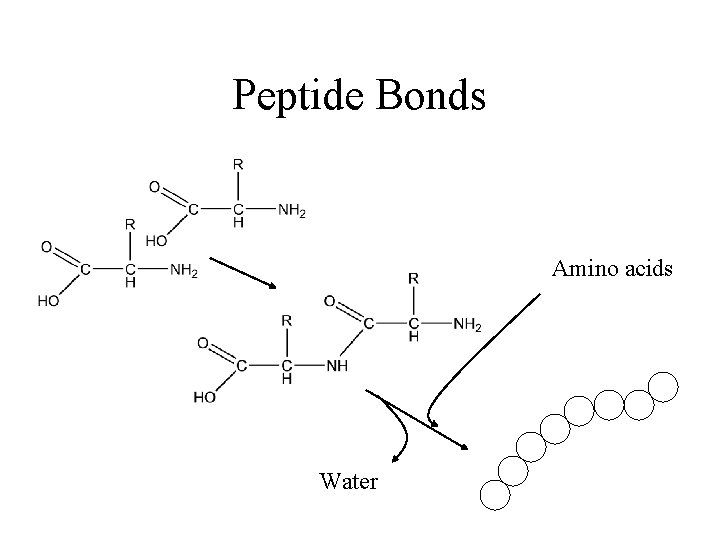 Peptide Bonds Amino acids Water 