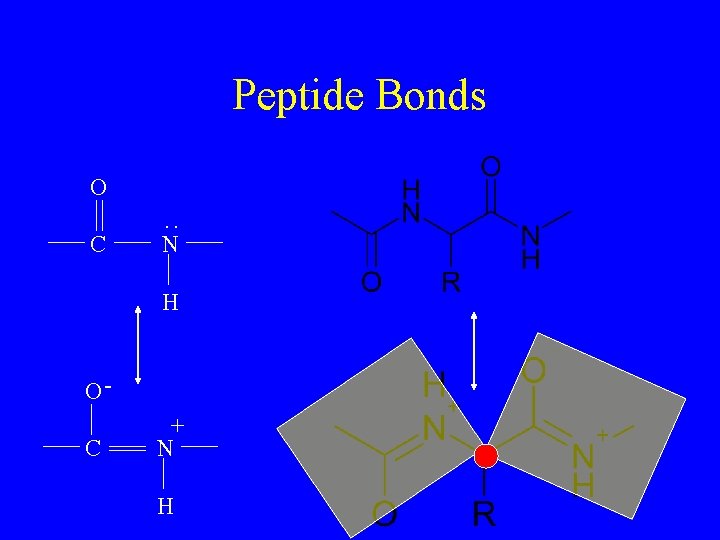 Peptide Bonds : O C N H O+ C N H 